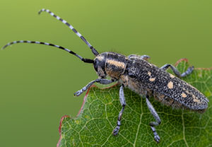 Kleiner Pappelbock (Saperda populnea), 06.06.2022, Nörvenich
