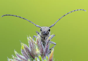 Dichtpunktierter Walzenhalsbock (Opsilia coerulescens), 07.06.2022, Nörvenich
