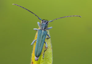 Dichtpunktierter Walzenhalsbock (Opsilia coerulescens), 06.06.2022, Nörvenich