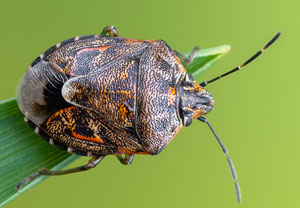 Holcogaster fibulata, 07.06.2022, Hürth