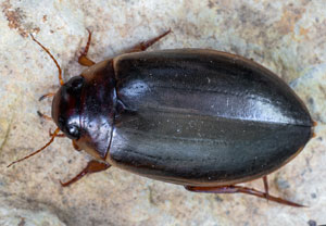 Gemeiner Teichschwimmer (Colymbetes fuscus), 16.06.2022, Hürth