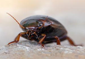 Gemeiner Teichschwimmer (Colymbetes fuscus), 16.06.2022, Hürth