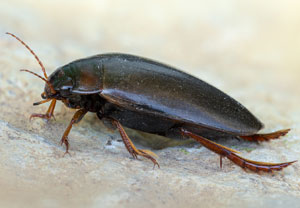 Gemeiner Teichschwimmer (Colymbetes fuscus), 16.06.2022, Hürth