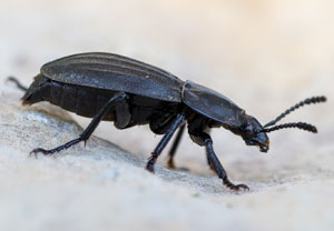 Starkgerippter Geradschienen-Aaskäfer (Silpha carinata), 12.06.2022, Jülich