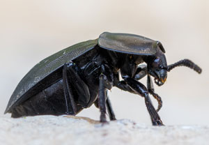 Starkgerippter Geradschienen-Aaskäfer (Silpha carinata), 12.06.2022, Jülich