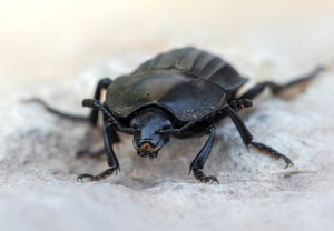 Starkgerippter Geradschienen-Aaskäfer (Silpha carinata), 12.06.2022, Jülich