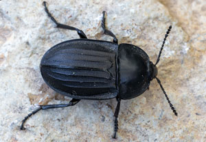Silpha carinata
