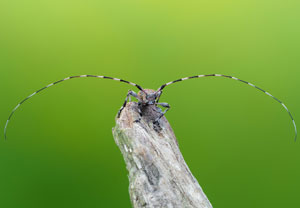 Braunbindiger Zimmerbock (Acanthocinus griseus), 20.06.2022, Hürth