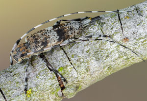 Braunbindiger Zimmerbock (Acanthocinus griseus), 10.06.2023, Hürth