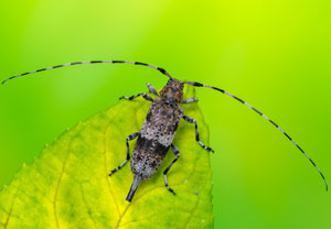 Braunbindiger Zimmerbock (Acanthocinus griseus), 12.06.2023, Hürth
