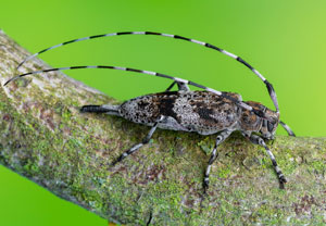 Braunbindiger Zimmerbock (Acanthocinus griseus), 10.06.2023, Hürth