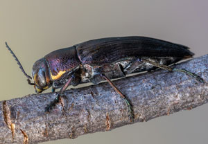 Erzfarbener Nadelholz-Prachtkäfer (Buprestis haemorrhoidalis), 16.07.2022, Vir