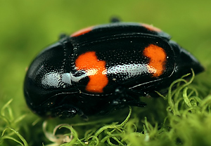 Vierfleckiger Kahnkäfer (Scaphidium quadrimaculatum) &ndash; Foto 2