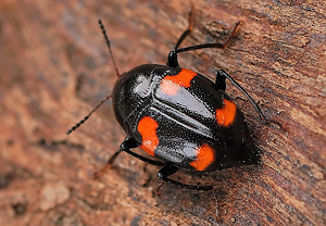 Vierfleckiger Kahnkäfer (Scaphidium quadrimaculatum) &ndash; Foto 3