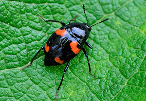 Vierfleckiger Kahnkäfer (Scaphidium quadrimaculatum) &ndash; Foto 4