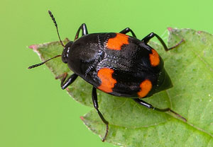 Vierfleckiger Kahnkäfer (Scaphidium quadrimaculatum), 22.05.2021, Brühl