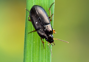 Amara familiaris &ndash; Foto 1