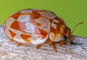 Achtzehnfleckiger Marienkäfer (Myrrha octodecimguttata), 26.07.2022, Vir