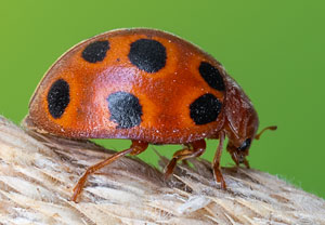 Gefleckter Melonenkäfer (Henosepilachna elaterii), 13.07.2022, Vir
