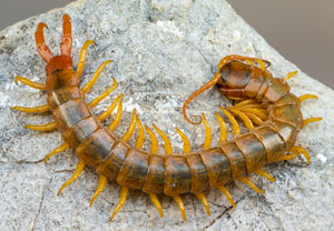 Scolopendra cingulata
