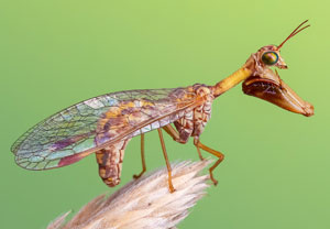 Mantispa styriaca