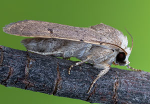 Magerrasen-Staubeule (Caradrina aspersa), 13.07.2022, Vir