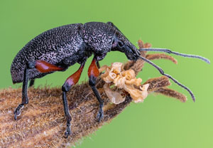 Otiorhynchus cardiniger, 14.07.2022, Vir