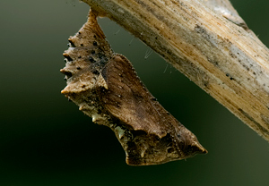Landkärtchen (Araschnia levana) – Foto 5