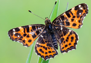 Landkärtchen (Araschnia levana) – Foto 6