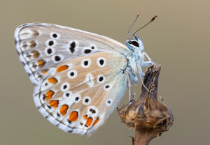 Himmelblauer Bläuling (Polyommatus bellargus), 24.07.2022, Vir