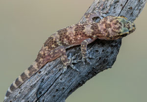 Europäischer Halbfinger (Hemidactylus turcicus), 24.07.2022, Vir