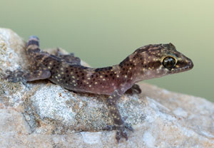 Europäischer Halbfinger (Hemidactylus turcicus), 20.07.2022, Vir