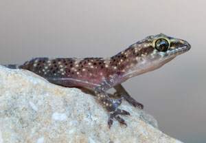 Europäischer Halbfinger (Hemidactylus turcicus), 20.07.2022, Vir