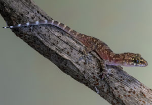Europäischer Halbfinger (Hemidactylus turcicus), 24.07.2022, Vir