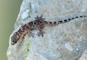 Europäischer Halbfinger (Hemidactylus turcicus), 20.07.2022, Vir