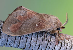 Kiefernspinner (Dendrolimus pini), 16.07.2022, Vir