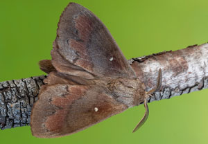 Kiefernspinner (Dendrolimus pini), 16.07.2022, Vir
