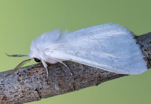 Amerikanischer Webebär (Hyphantria cunea), 21.07.2022, Vir