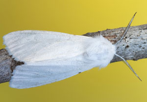 Amerikanischer Webebär (Hyphantria cunea), 21.07.2022, Vir