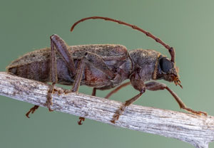 Trichoferus griseus, 23.07.2022, Vir