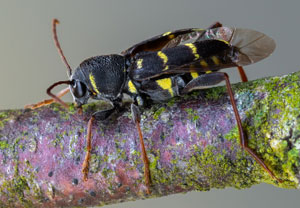 Zierlicher Widderbock (Xylotrechus antilope), 20.06.2022, Hamminkeln