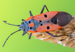 Südeuropäische Ritterwanze (Lygaeus creticus), 23.07.2022, Silba