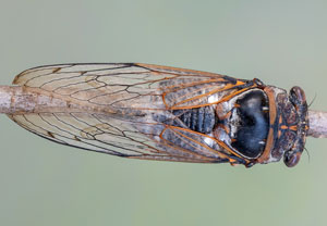 Große Zikade (Lyristes plebejus), 23.07.2022, Silba