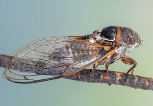 Große Zikade (Lyristes plebejus), 23.07.2022, Silba
