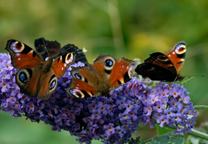 Tagpfauenauge (Inachis io) – Foto 5