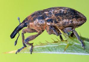 Golddistelrüssler (Larinus pollinis), 18.07.2022, Vir