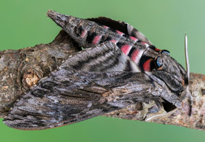 Windenschwärmer (Agrius convolvuli), 27.08.2022, Hürth