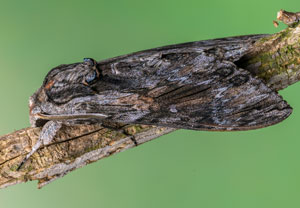 Windenschwärmer (Agrius convolvuli), 27.08.2022, Hürth