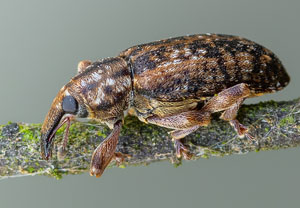 Dickrüssliger Pappel-Kätzchenrüssler (Dorytomus ictor), 12.06.2022, Brühl
