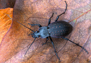 Goldgruben-Laufkäfer (Carabus hortensis), 11.10.2022, Gostyn